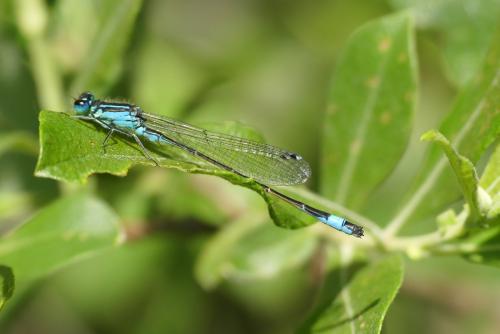 Réf. 257 426 : Ischnura elegans